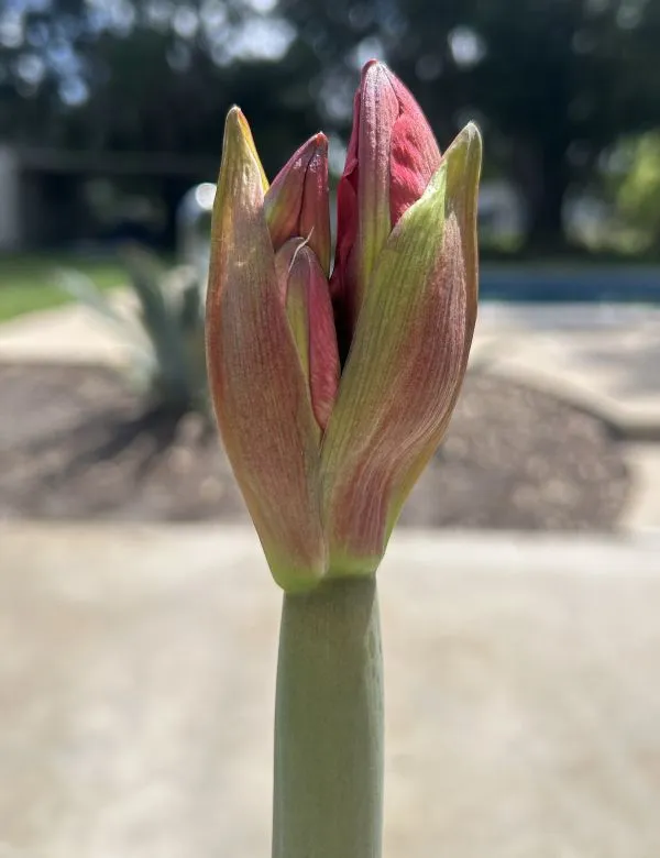 The original close-up photograph of a green and pink Amaryllis flower bud cluster developing on its stalk, before opening