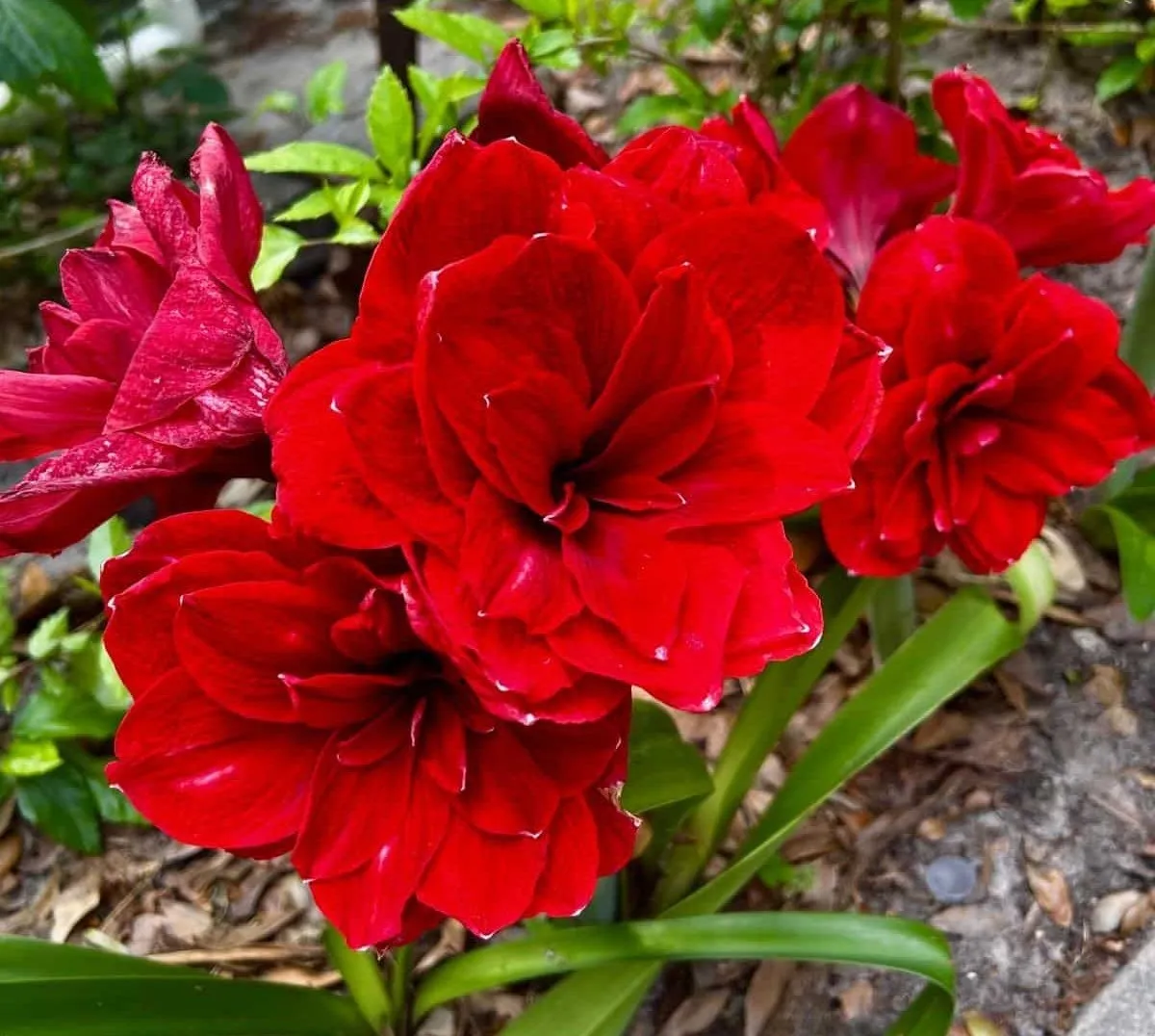 A vibrant red Amaryllis flower in full bloom sitting in a well-draining pot