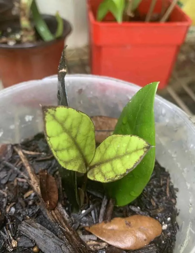 A delicate close-up of my baby Zamioculca shortly after the leaves emerged from the soil. It shows just a few small, green leaves starting their journey.