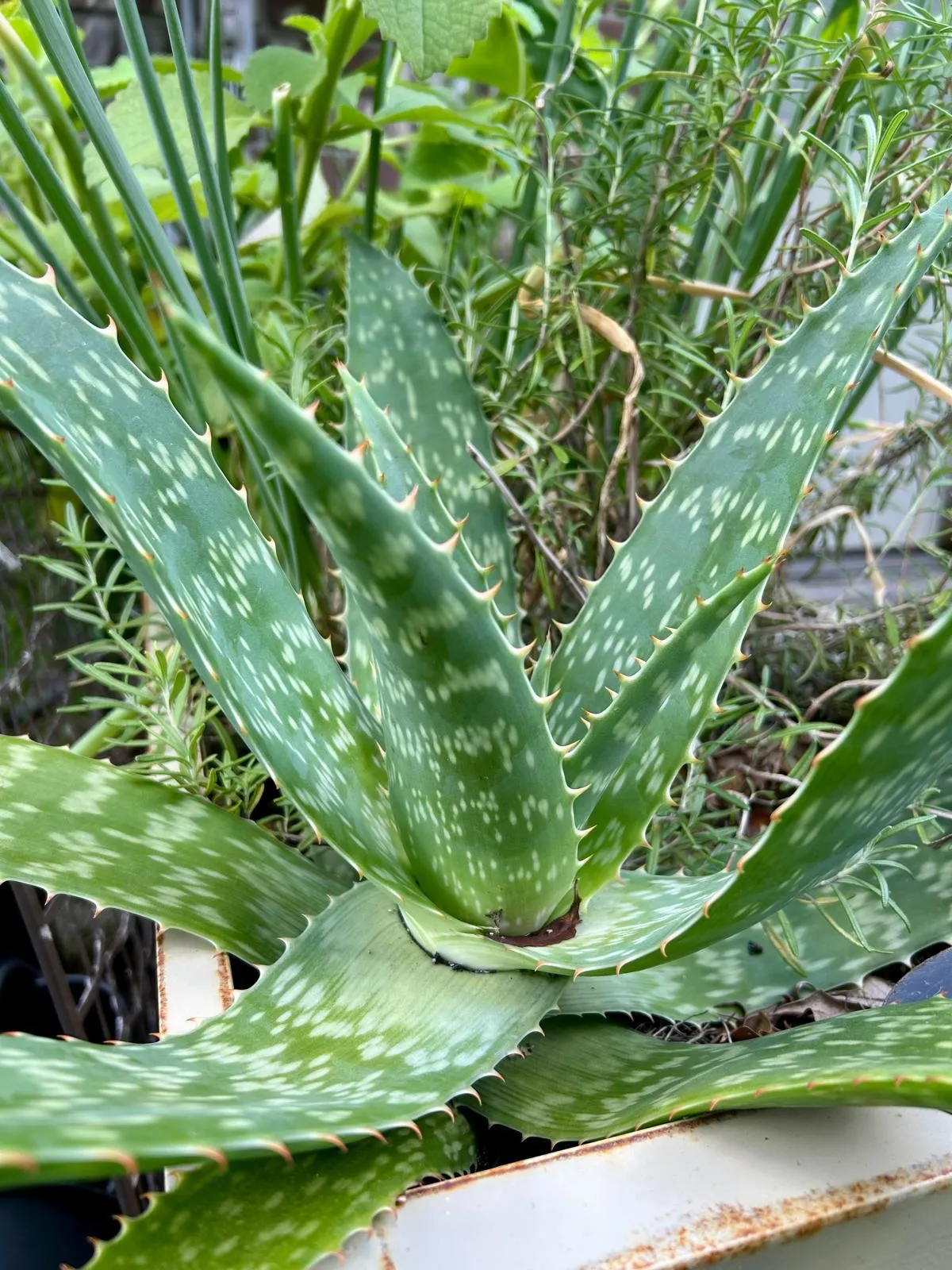 A freshly cut Aloe Vera leaf showing clear gel inside