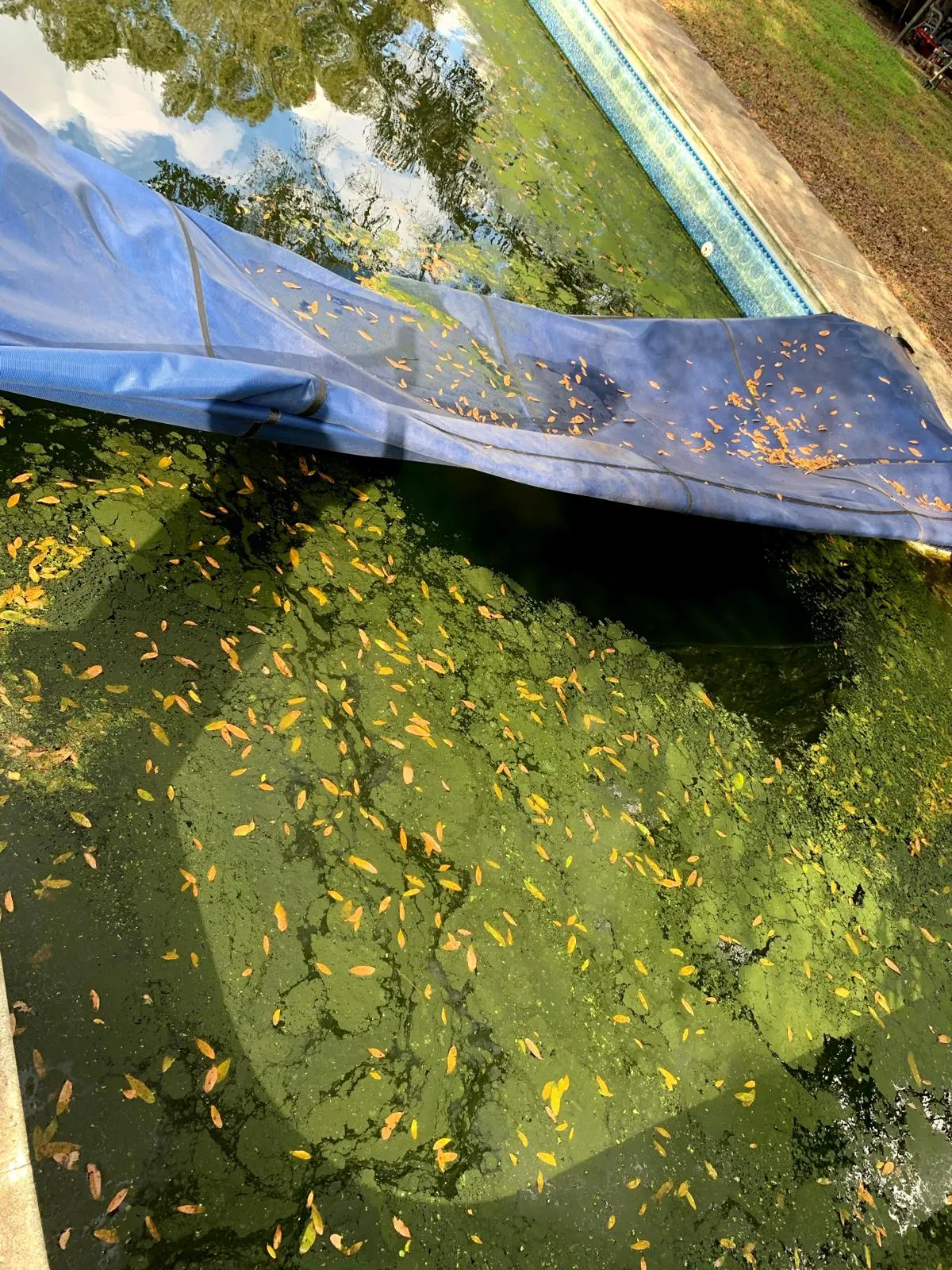 An abandoned swimming pool with a blue tarp cover in a Florida backyard