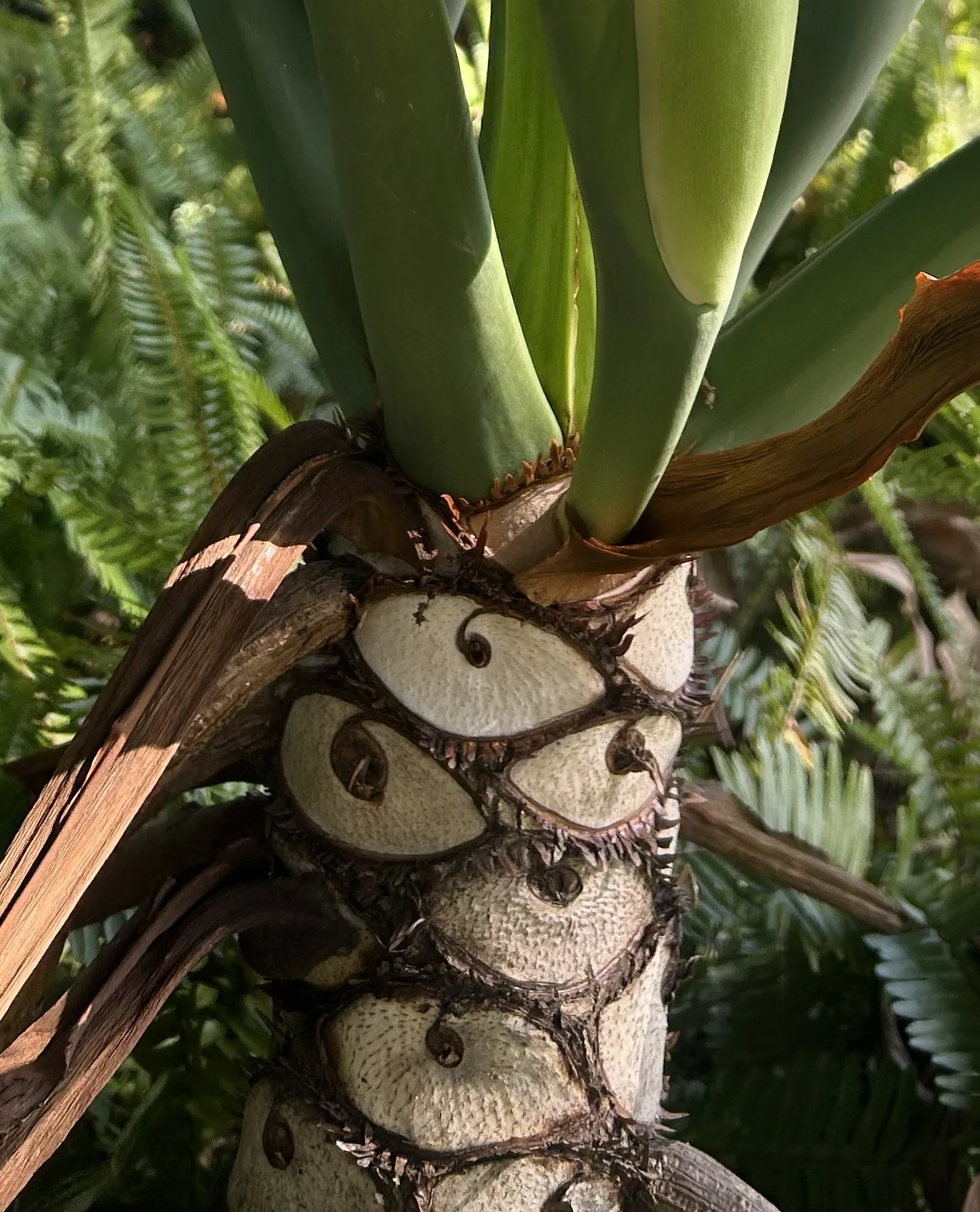 The thick, sculptural trunk of a mature Guaimbe showing leaf scars