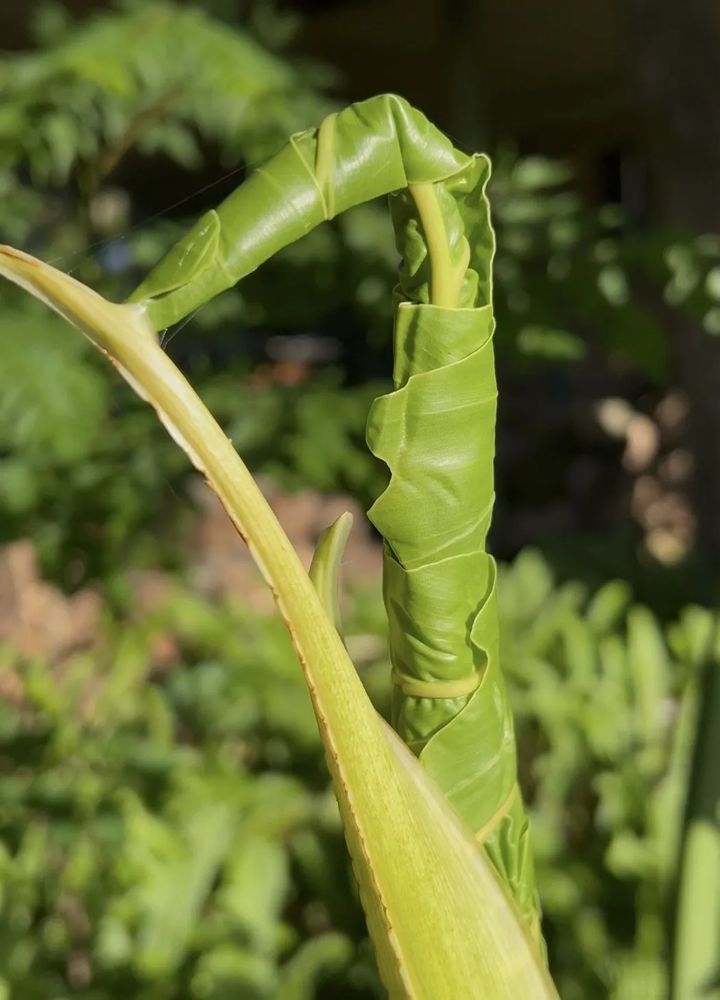 A young, unfurling Guaimbe leaf reaching toward the light