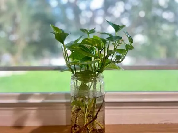 Pothos cuttings rooting in a glass propagation jar