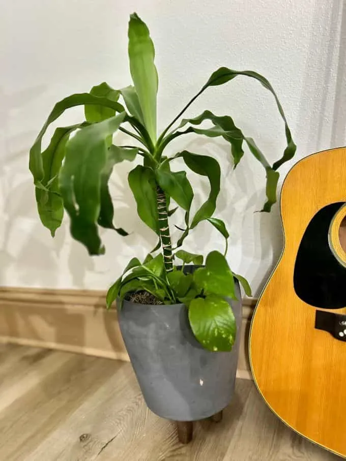 My Dracaena fragrans in a grey pot on the floor next to a guitar, showing a Pothos plant growing happily at its base.