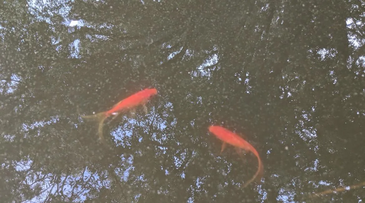Dozens of golden fish swimming in the green water of the abandoned pool