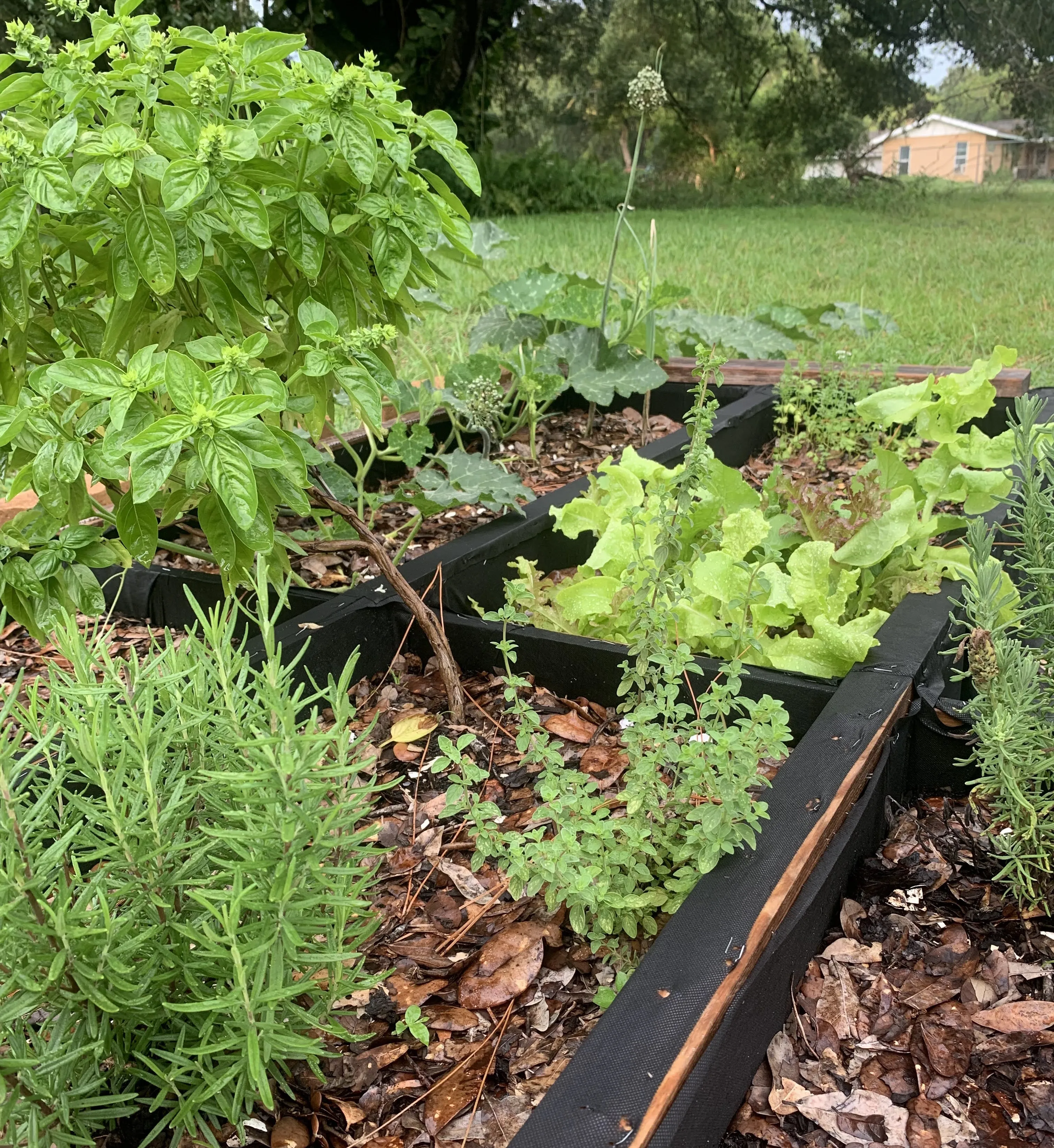 A wide shot of my backyard vegetable garden patch featuring rows of green lettuce, herbs, and leafy sweet potato vines under bright sunlight