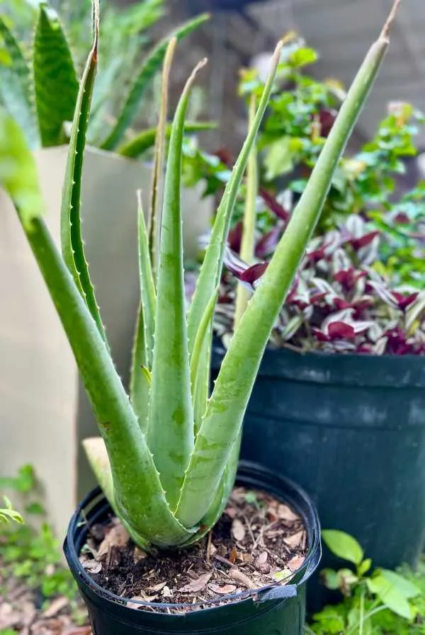 A photograph of the fresh Aloe Vera plant growing in my backyard garden