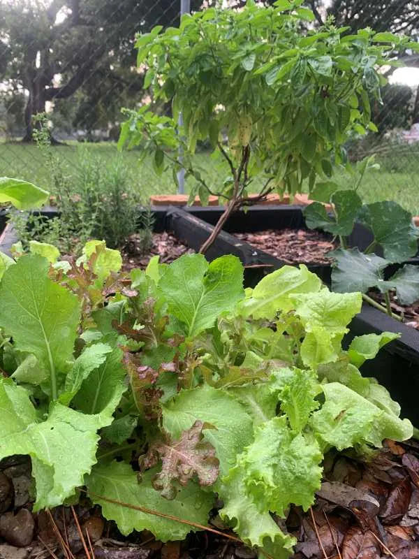 A close-up shot of my fresh green loose leaf lettuce growing from seed in the garden bed