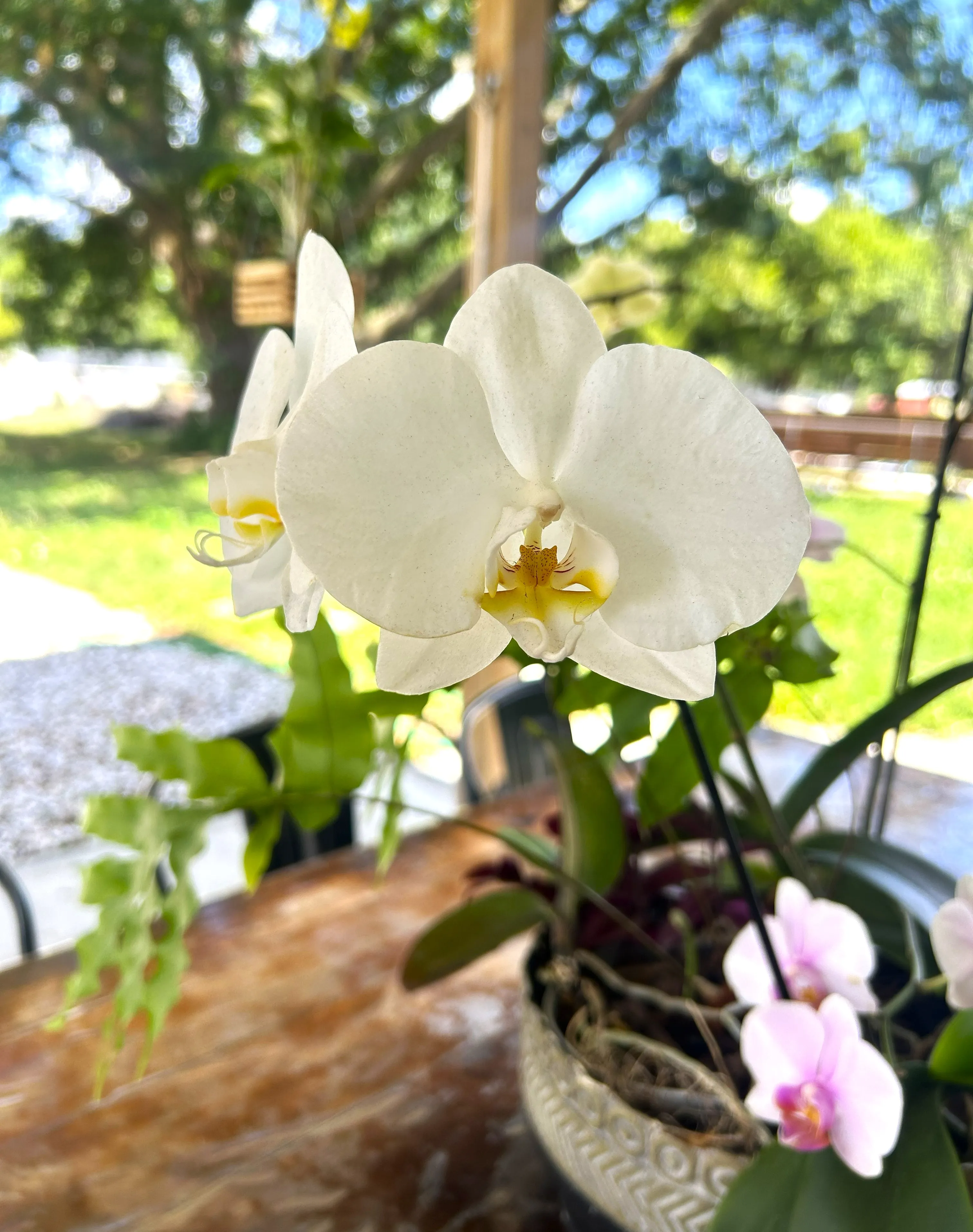 A collection of my personal orchids grouped together inside a large decorative container on my patio