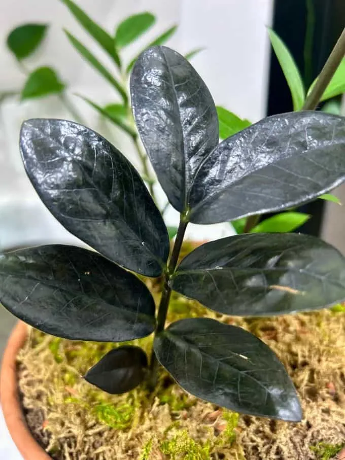 A striking close-up of my personal 'Raven' ZZ Plant, showcasing its waxy, black leaves in a terracotta pot with sphagnum moss.