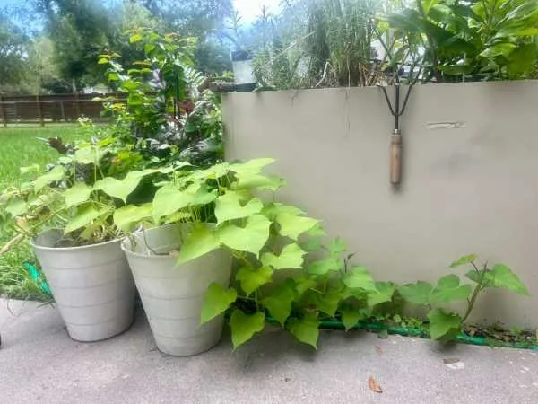 The sweet potato plant growing large and thick inside a big container pot in my backyard