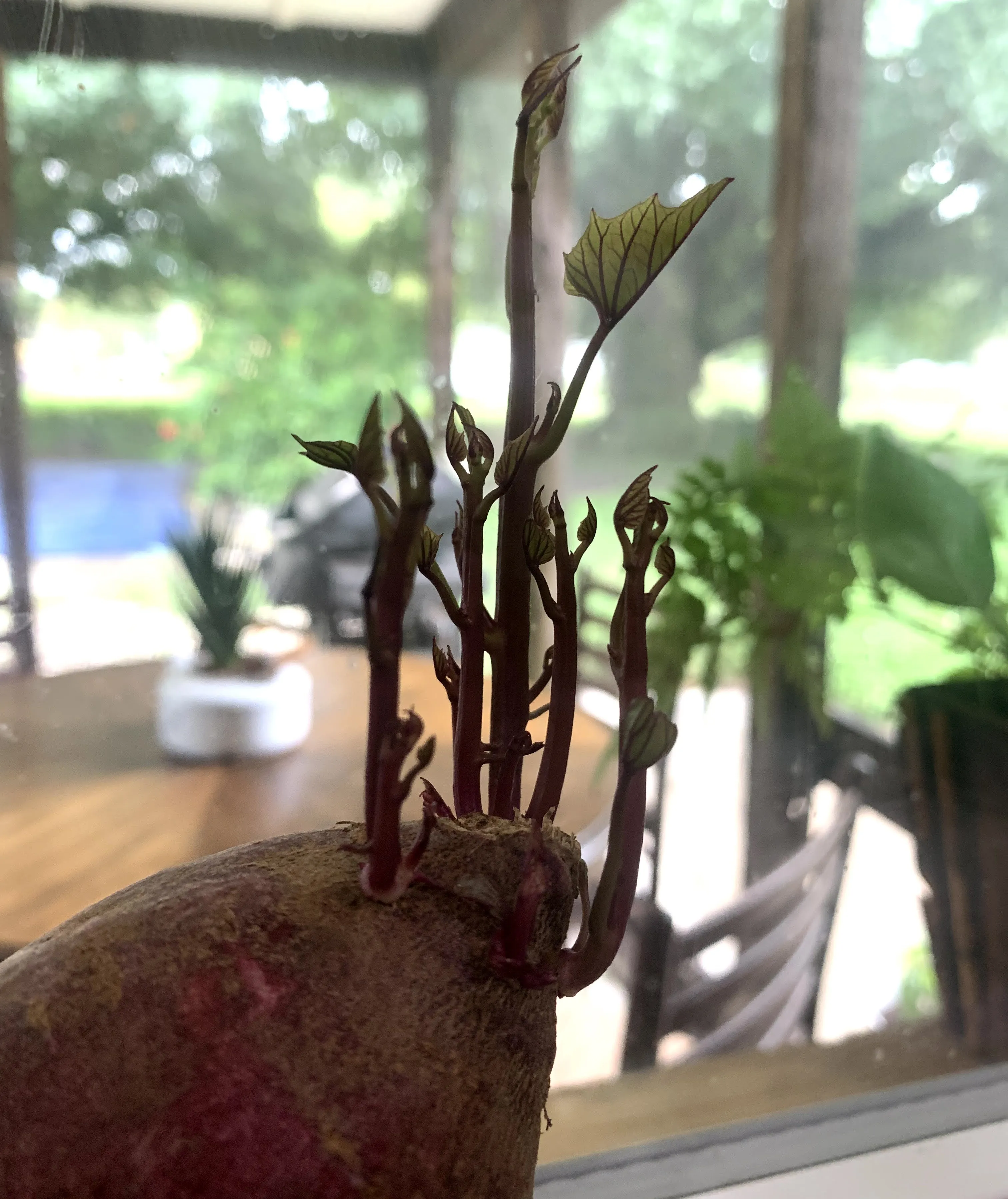 A sweet potato suspended in a glass jar filled with water, showing new white roots sprouting from the base